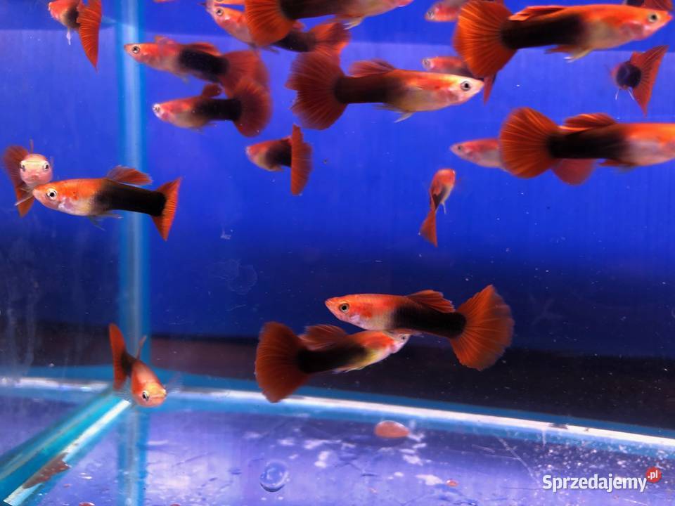 Gupik Red Tuxedo