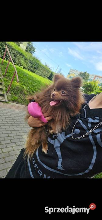 Pomeranian szpic miniaturowy brazowa suczka Koszalin sprzedam