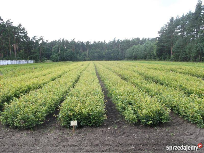 sadzonki buka sadzonki buka buczyny Lębork sprzedam