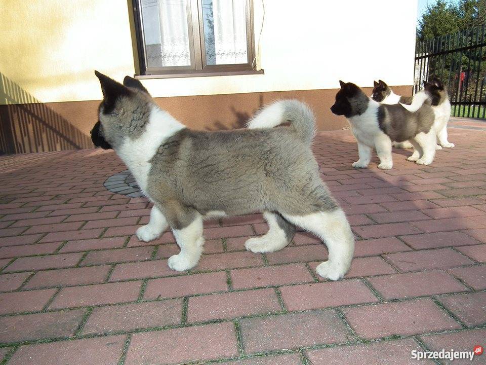 akita amerykańska mazowieckie