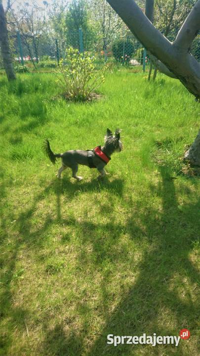 Ogródek działkowy 315m2 Gdynia ROD Okrętowiec