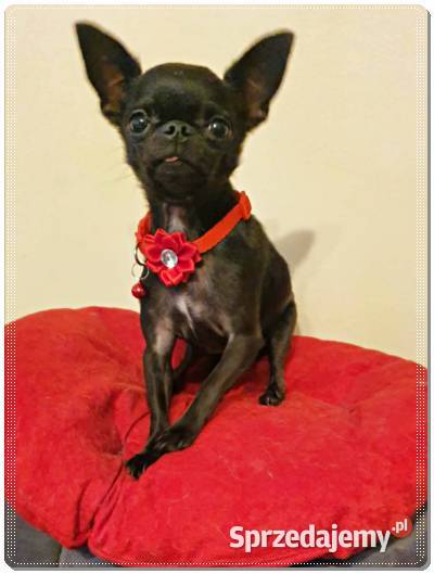 Maleńki Chihuahua Franio Częstochowa