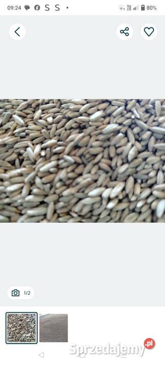 Sprzedam żyto jare SM ELARA 691772042 łódzkie Zadąbrowie-Rudunek