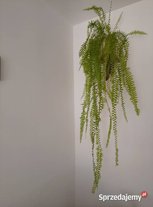 Kwiaty doniczkowe Geranium Anginka Paprotki Łódź