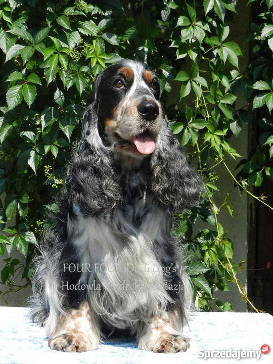 Cocker Spaniel Angielski Suczka z metryką ZKwP Nowy Sącz