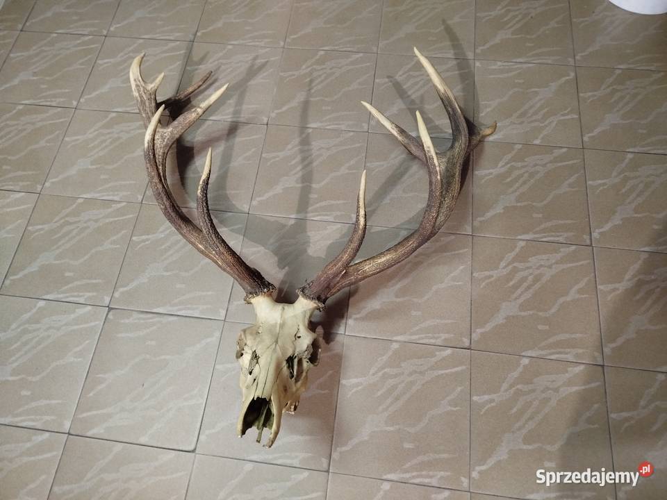 Poroże Wieniec Jelenia