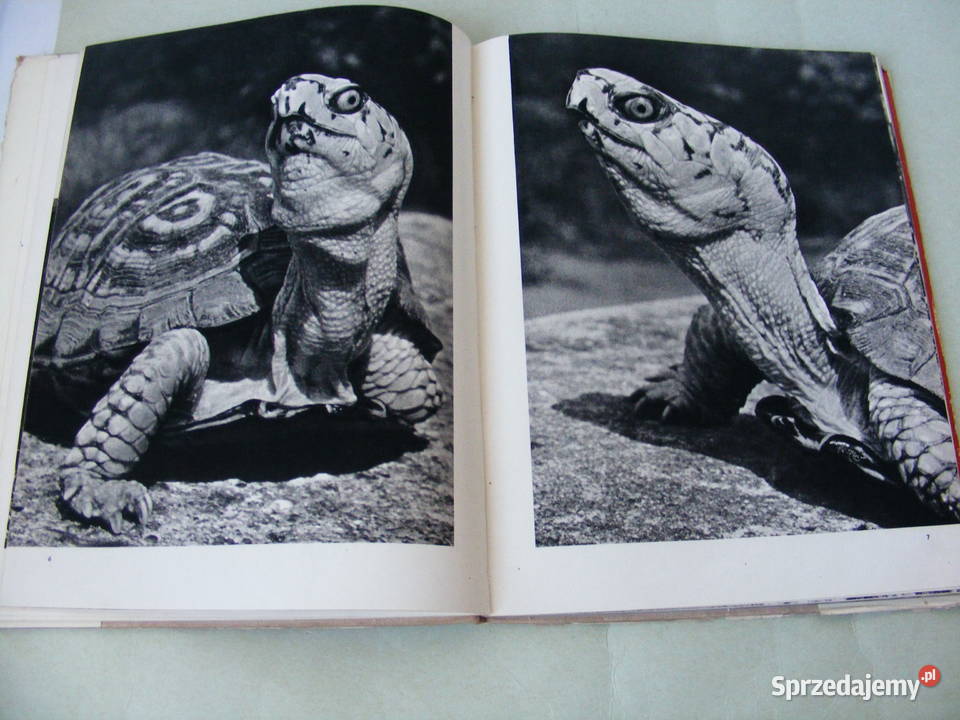 Gady i płazy Album Puchalski Ssaki Leksykon dolnośląskie Oborniki Śląskie