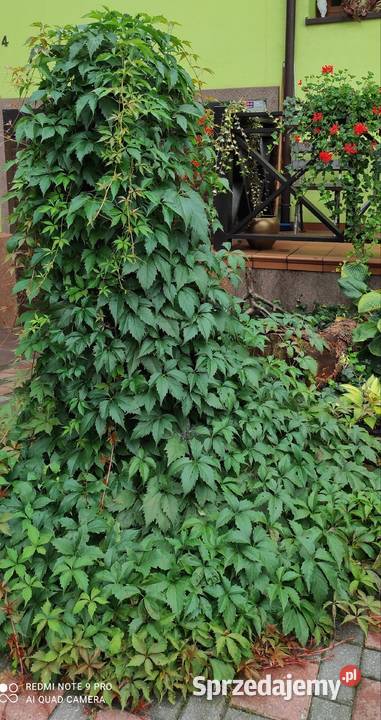 Pnącze Winobluszcz Pięciolistkowy 34 m Liściaste