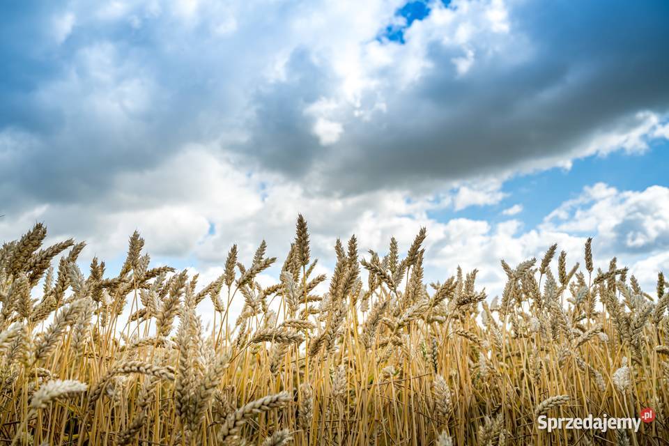 Jęczmień ozimy SY Baracooda Pod Skałą sprzedam
