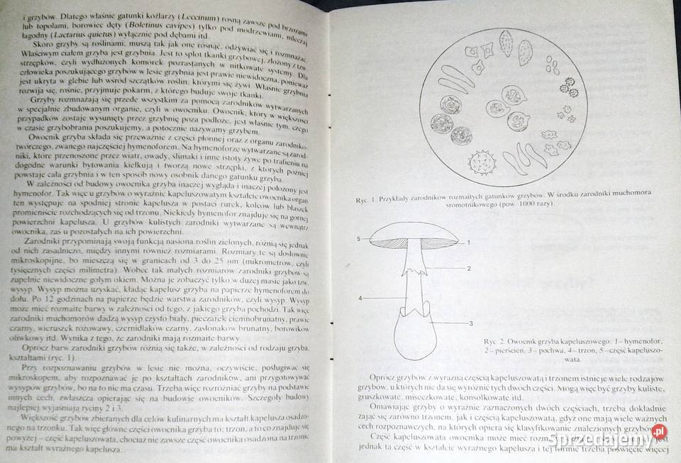 Grzyb jadalny czy trujący Zbigniew Domański Pozostałe Chełm