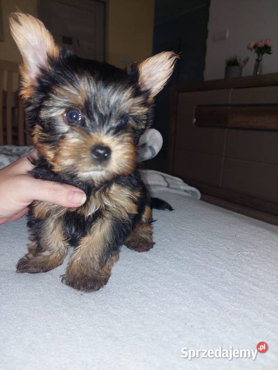Yorkshire terrier Kórnik