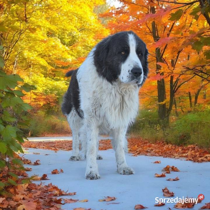 MASTIF PIRENEJSKI ZKWP FCI Pozostałe Arentowo