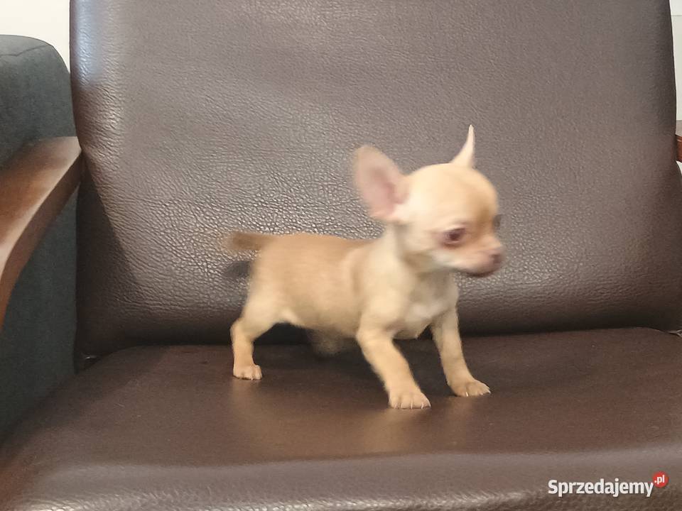 Chihuahua pieski Września