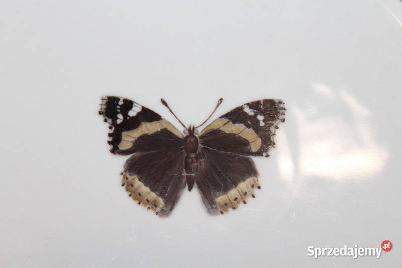 Patera Tirschenreuth 1272 FiaF zachodniopomorskie