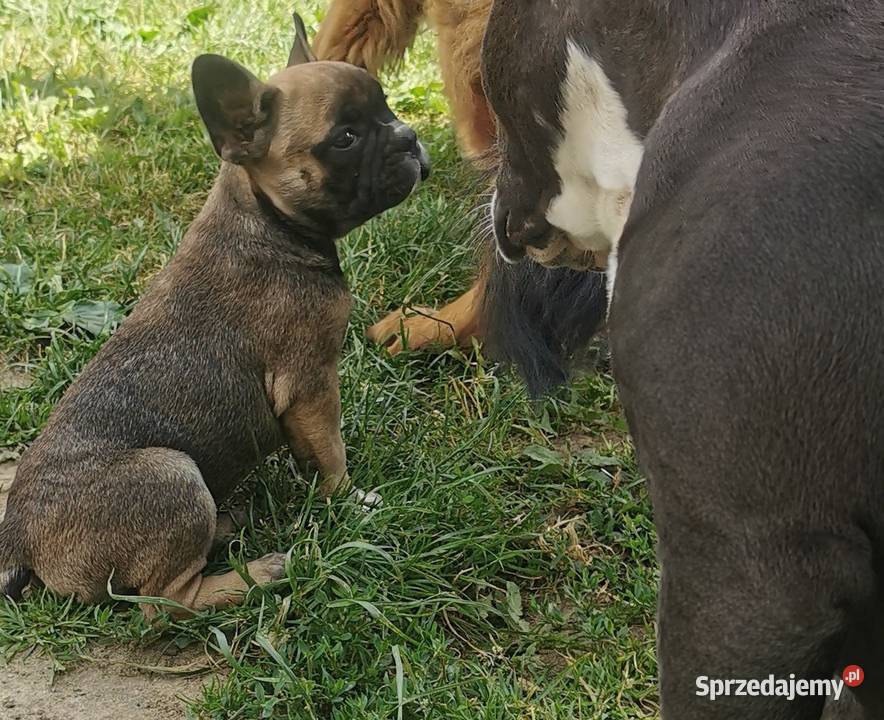 Buldog francuski Chełmno