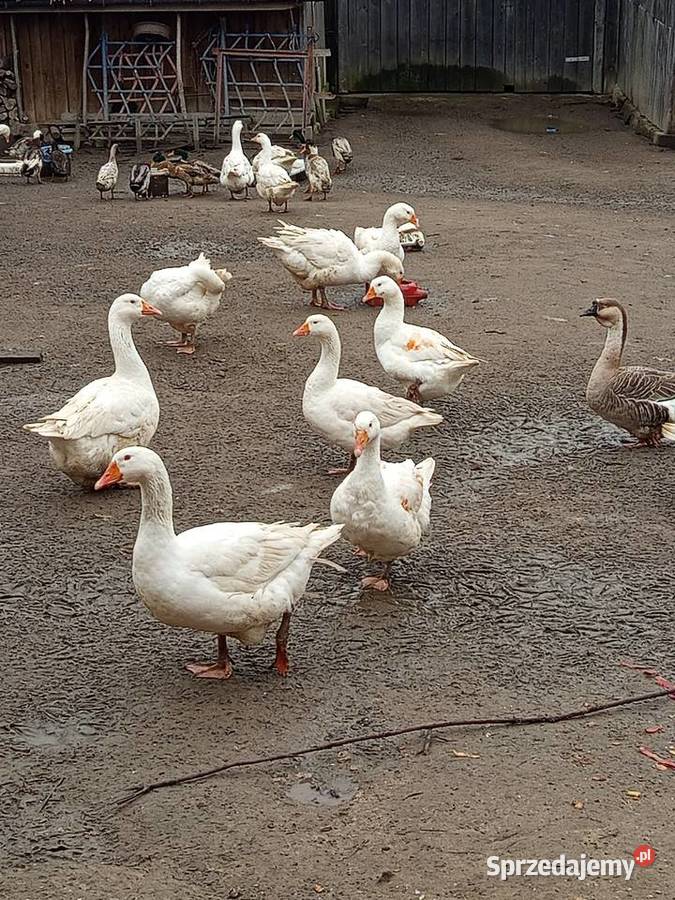 Sprzedam gęsi białe kaczki biegusy 100 do uzg Tomaszów