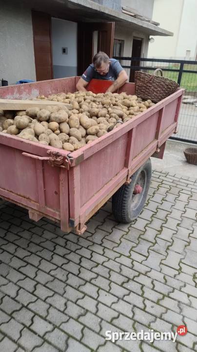 Ziemniak Jurek Tarnów