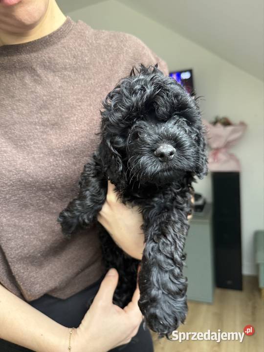 Cockapoo Piesek Tarnów sprzedam