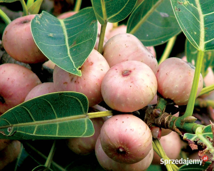 FICUS INFECTORIA Ficus infectoria NASIONA 100g kujawsko-pomorskie Lubanie