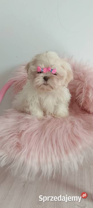 Przepiękna biała suczka rasy ShihTzu Shih Tzu opolskie Namysłów