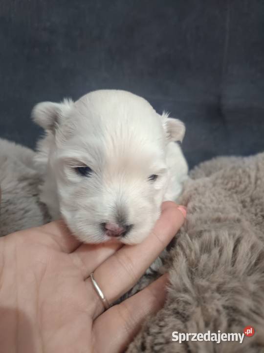 Suczka i rasy West Highland White Terrier