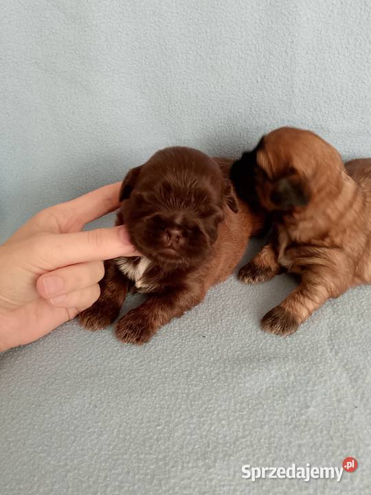 Piękny piesek rasy ShihTzu Shih Tzu opolskie