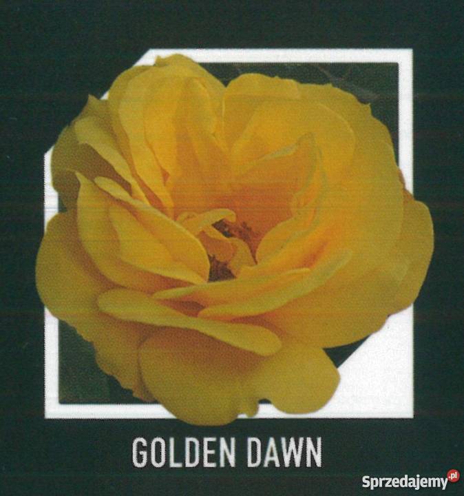 sadzonki róż RÓŻE HURT Radom