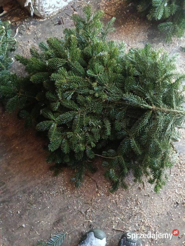 Gałęzie jodły kaukaskiej sprzedam