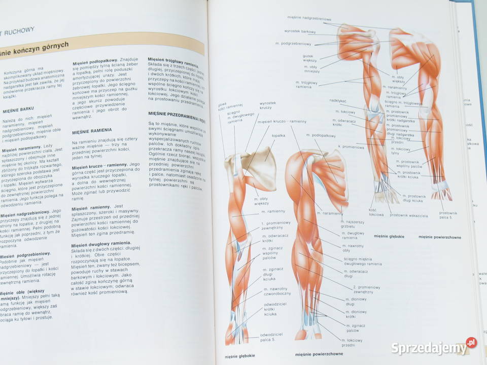 Atlas anatomii Dr de Bernabe Ortega Kraków