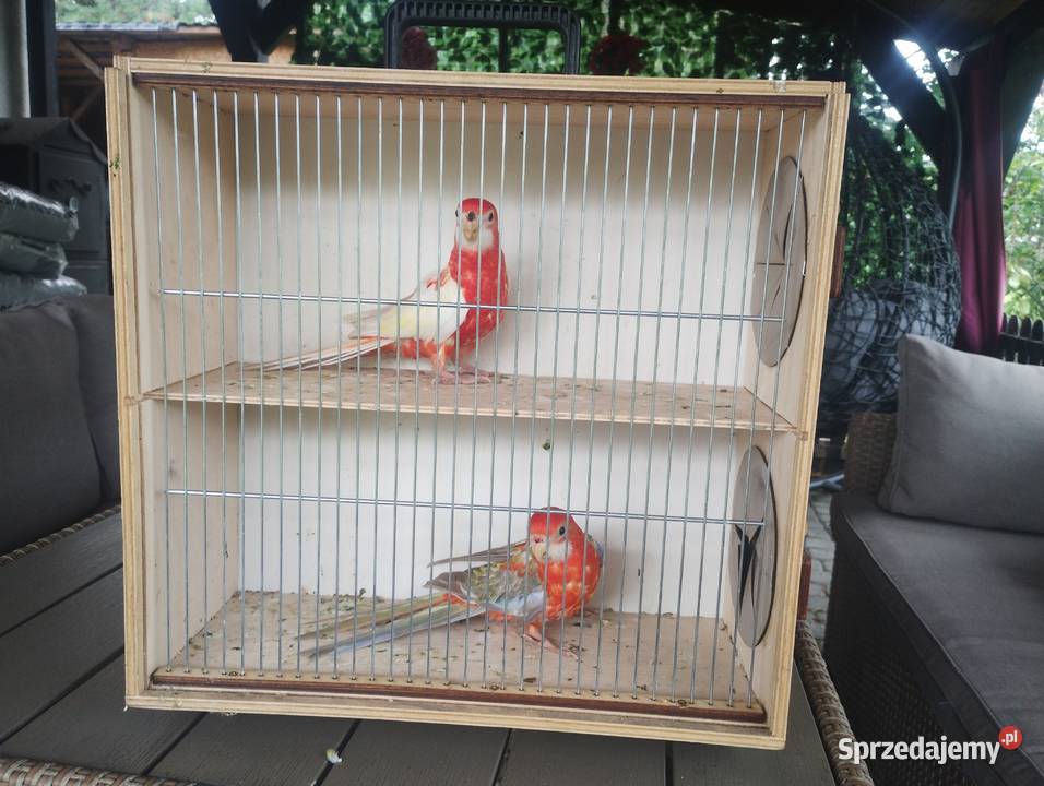 Sprzedam rozelle białolice Bystra