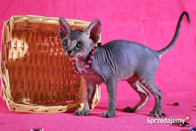 Kocięta SPHYNX CANADIAN EUROPA CHAMPIONIE Koty mazowieckie