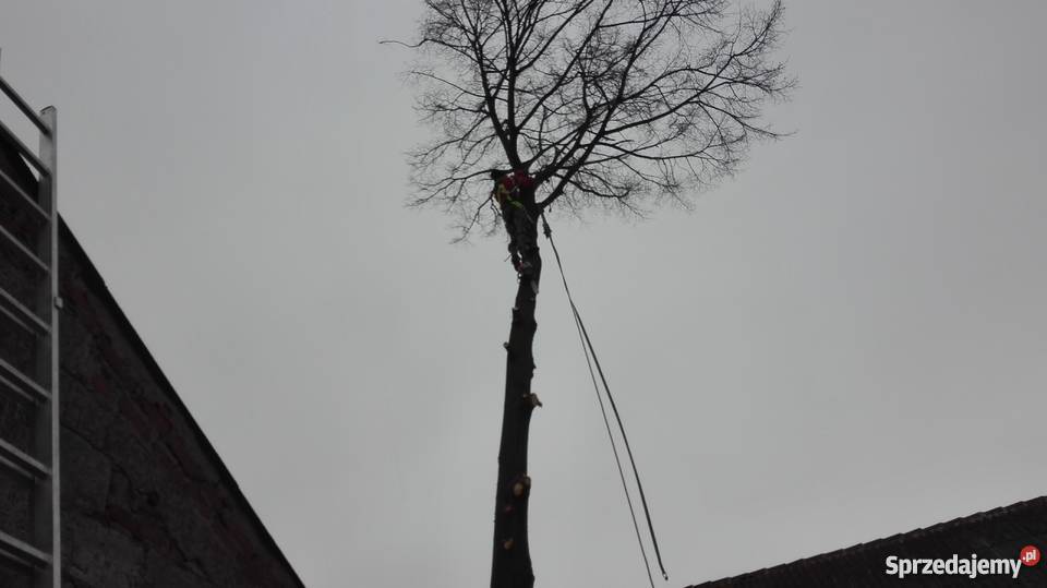 Wycinka trudnych drzew metodą alpinistyczną z