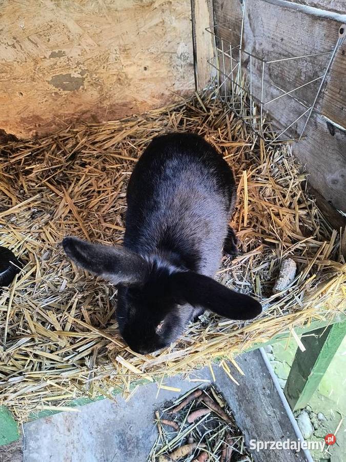 Króliki rasy czarnej 3 samice 1 samiec lubuskie Smardzewo