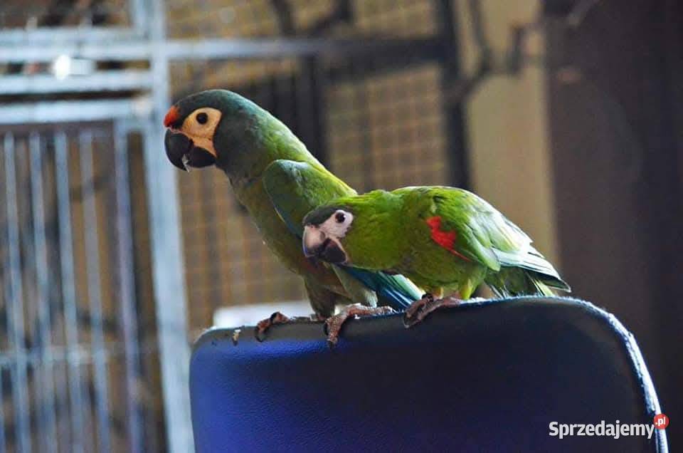 Ara marakana ara nobilis samce ręcznie karmione opolskie Opole sprzedam