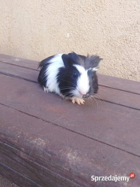 Świnki morskie sprzedam