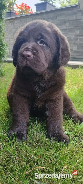 Labrador Retriever ZkwpFCI czekoladowe Dąbrowa Tarnowska