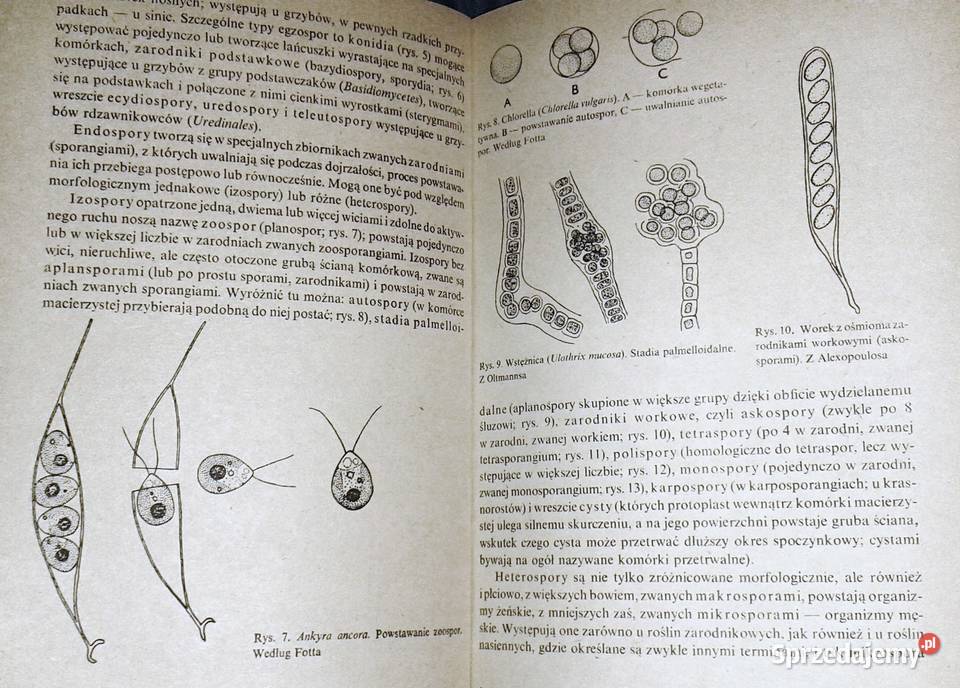 Rozmnażanie się roślin Zbigniew Podbielkowski Chełm sprzedam