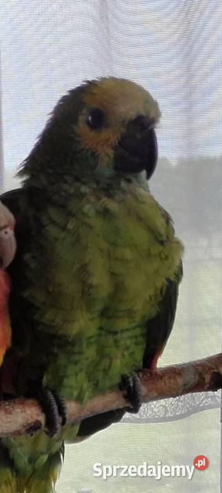Papuga Amazonka Niebieskoczelna ręcznie Bielsko-Biała
