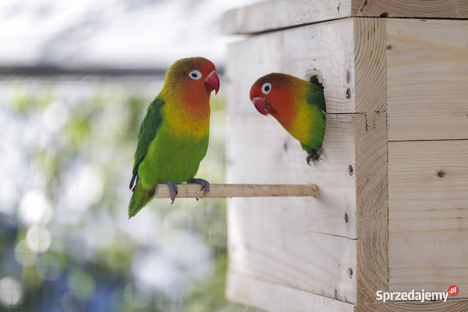 Papuga Nierozłączka Mochy
