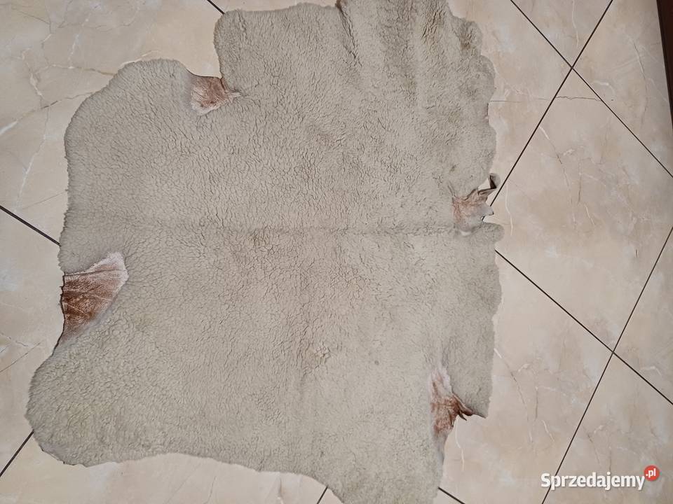 Skóra owcza różne wymiary krótko strzyżone Siedlce