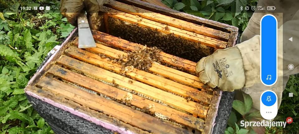 Pszczoły odkłady pszczele rodziny Krasnystaw sprzedam