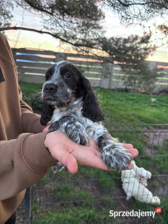 Cocker spaniel angielski wielkopolskie