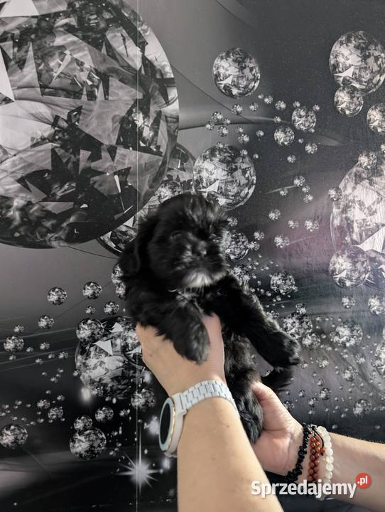 Szczenięta shih tzu z genem blue Zawiercie