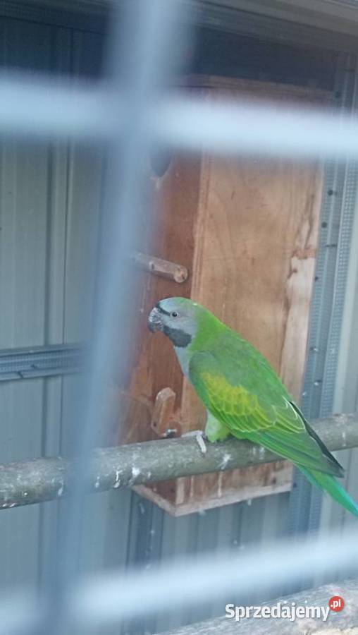 Aleksandretta Wieki i Chińska małopolskie Zator