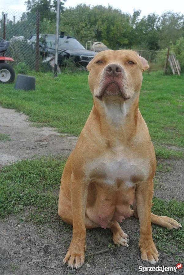 Szczenięta PitBull Red Nose Psy Lipno