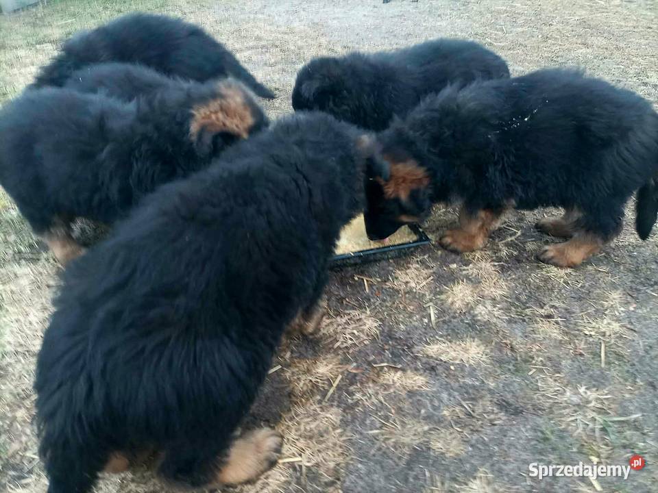 Owczarek niemiecki szczeniak Wartkowice