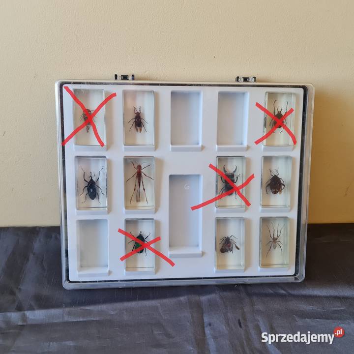 Owadypajęczakirobaki 7 okazów 1 Warszawa