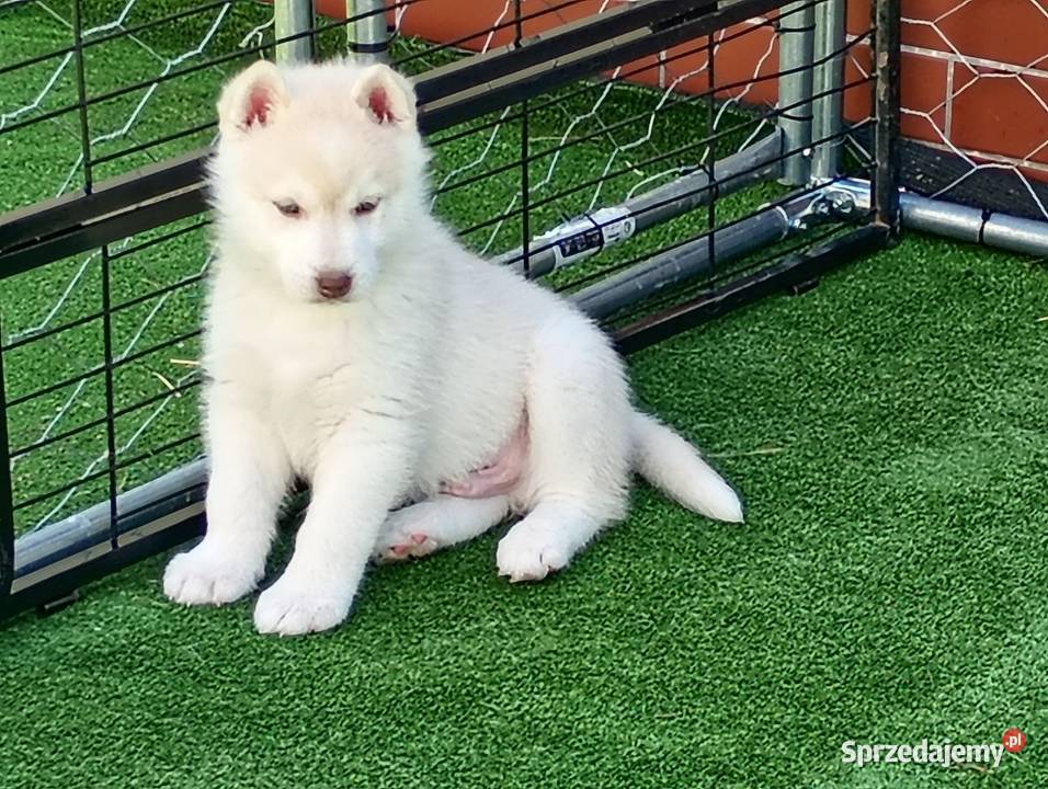 Siberian husky boy Racibórz sprzedam