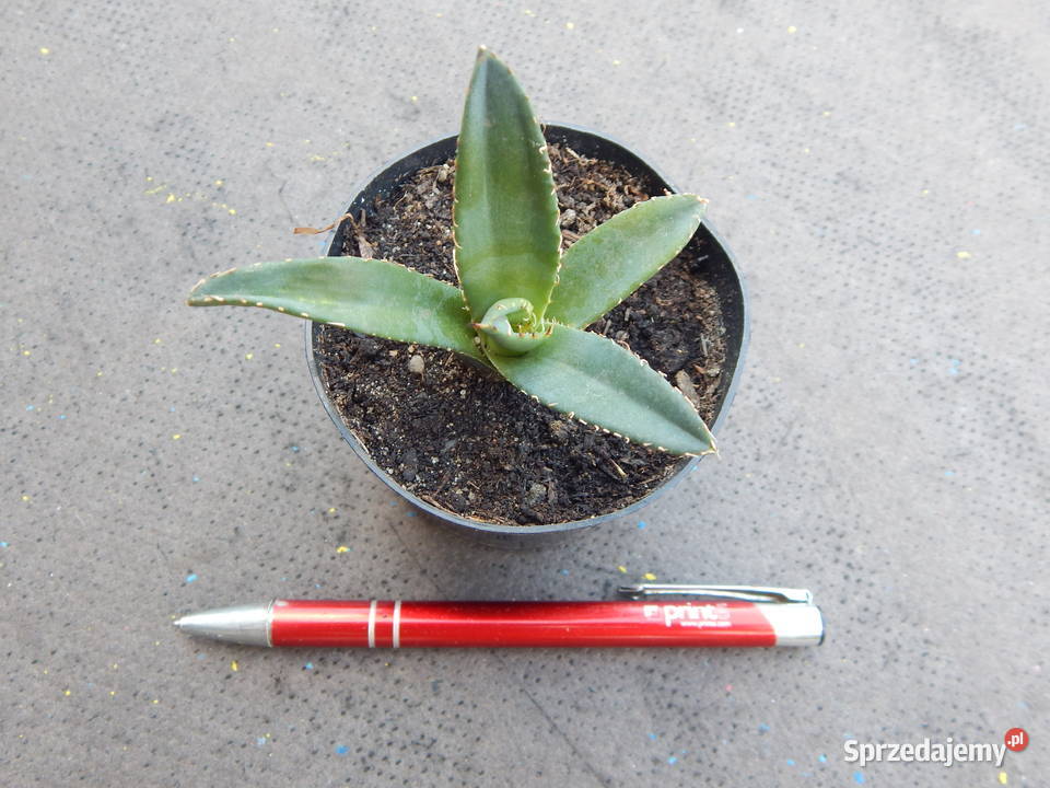 Niewielka agawa Agave titanota Oteroi FO076 Kraków sprzedam