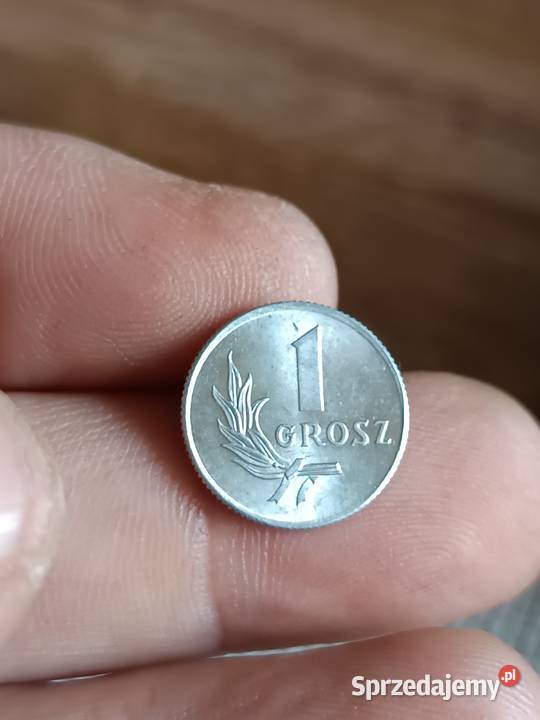 Sprzedam 1 grosz 1949 ccc lubelskie Chełm sprzedam